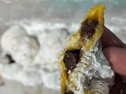 Gambar labu kuning untuk anak