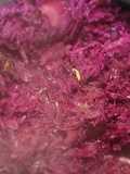 Guarnición de repollo morado