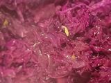 Guarnición de repollo morado