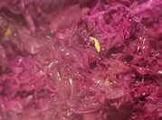Una foto de cebolla morada