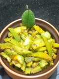 Spiny gourd sabji
