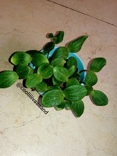 عکسی از دستور سبزه تخم کدو برای هفت سین