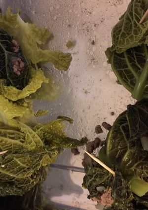 A picture of Beef and Cabbage Parcels.