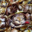 Tumis Kerang Batik ala Pawon Tayo