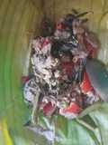 Pepes daging sapi tempe dan kangkung