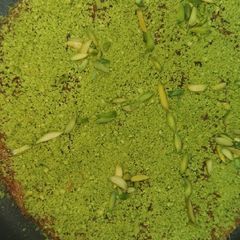 A picture of Arabic dish kunafa.