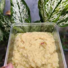 A picture of Bumbu dasar putih.