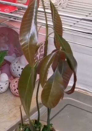 عکسی از دستور کاشت هسته انبه🥭