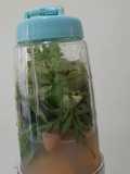Green Smooties sarapan sehat (kenikir, pegagan, nanas, dll)