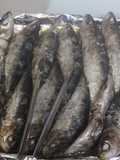 Sardinas al horno