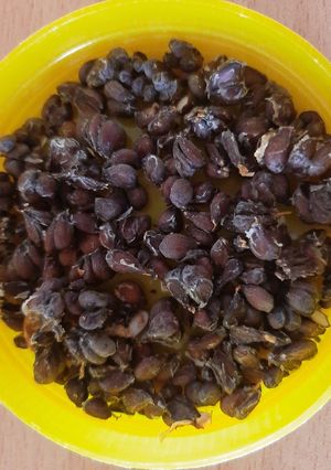 عکسی از دستور به دانه