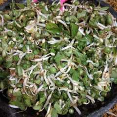 รูปของ Karedok Leunca Komplit