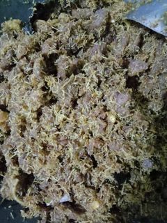 Foto resep Serundeng daging
