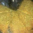 كنافة بالجبن