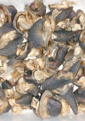 Foto resep Cara membersihkan bekicot supaya siap masak