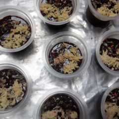 รูปของ Puding jelly series keju