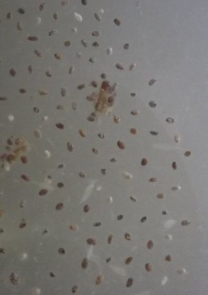 Una foto de Agua de limón y chía