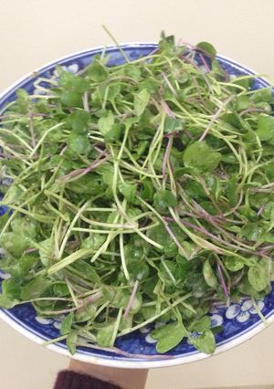 Hình của món Rau mầm trộn 5p.