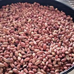 A picture of Ngugu karanga (roasted peanut).