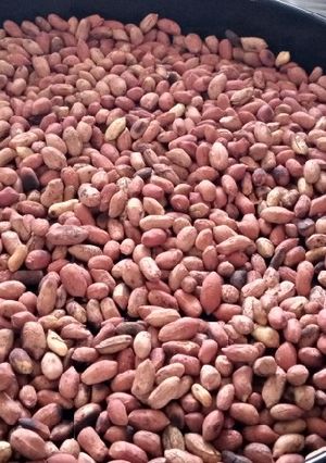 A picture of Ngugu karanga (roasted peanut).