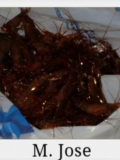 Una foto de Camarones cocidos