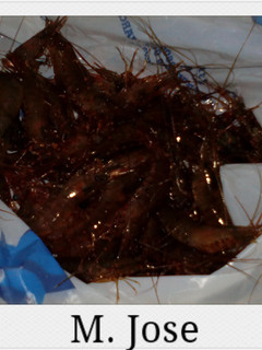 Una foto de Camarones cocidos