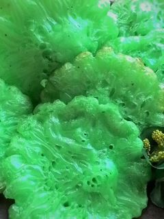 Foto resep Kue Cucur Pandan