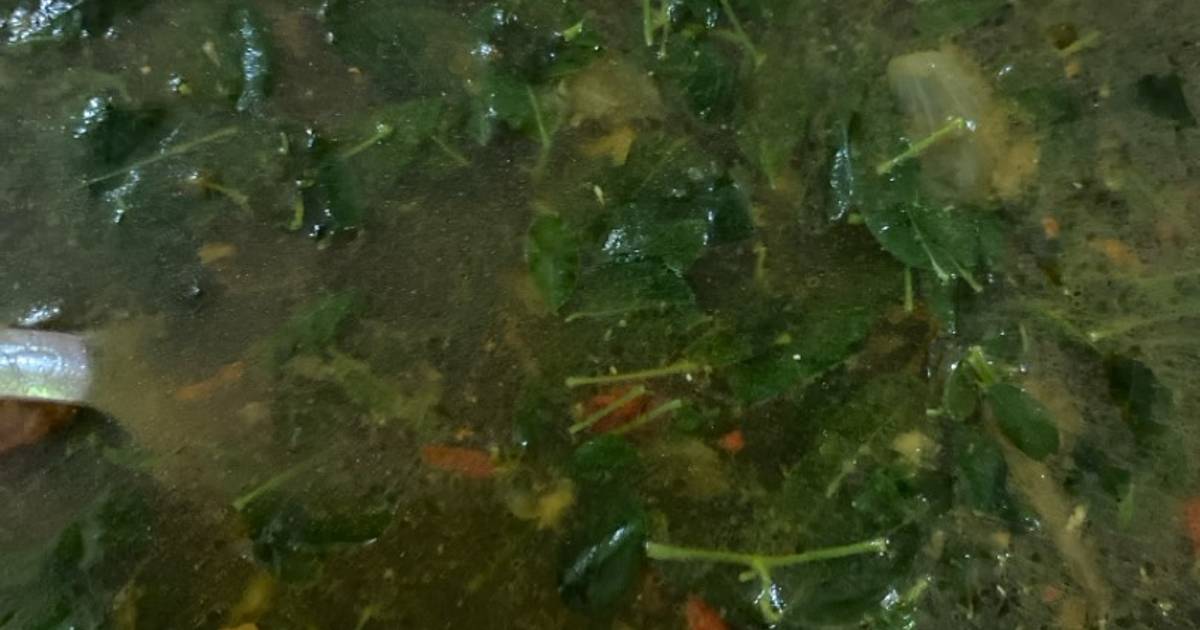 Resep Sop Daun Kelor Dijamin Nikmat dan Mudah