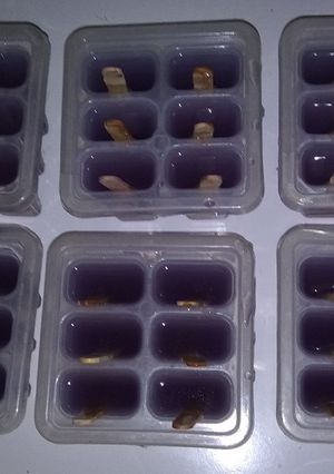Foto resep Jelly happy