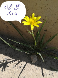 عکسی از دستور ترید شنگ Sheng