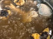 Gambar baso pho vietnam