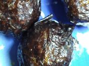A picture of tuna mayo onigiri