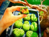 Bánh dứa đài loan