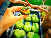 Hình ảnh của bơ matcha