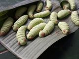 Caterpillar Cookies