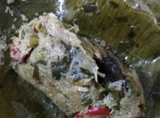 Gambar botok udang kecil jamur