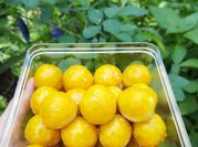 Gambar resep kue nastar 1kg terigu