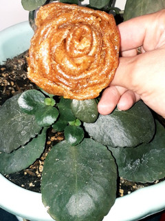 عکسی از دستور لواشک