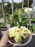 Cap Cai/ Cap Jay Vegetarian