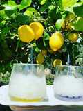 Lemon Granita