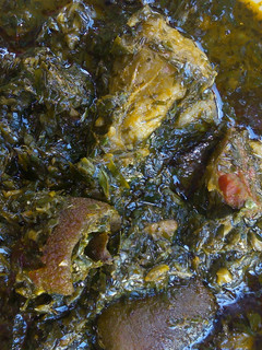 A picture of Editan soup.