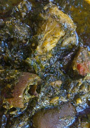 A picture of Editan soup.