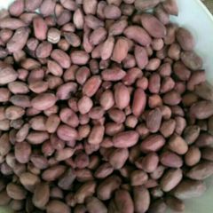 A picture of Boiled groundnuts.
