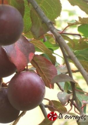 Φωτογραφία της συνταγής Μαρμελάδα κορόμηλο αρωματισμένη με κανέλλα
