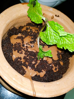 A picture of Oreo chocolate mud.