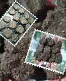 Galletas integrales de cacao y avena