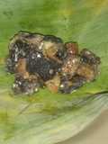 Tape Gatot Bungkus Daun Pisang