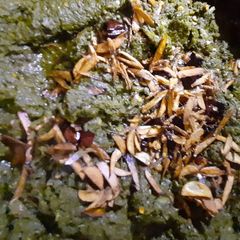 A picture of Sarso ka ghotva saag.