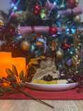 Caribbean Christmas Pork