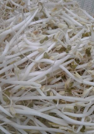 Hình của món Trồng giá sạch tại nhà.